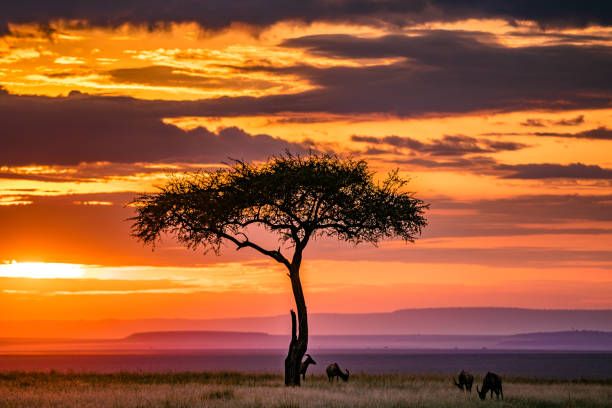 3 Days 2 Nights Masai Mara game drive