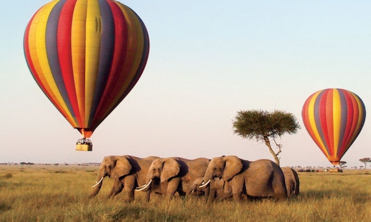 6 Days Masai Mara, Lake Nakuru & Amboseli Safari